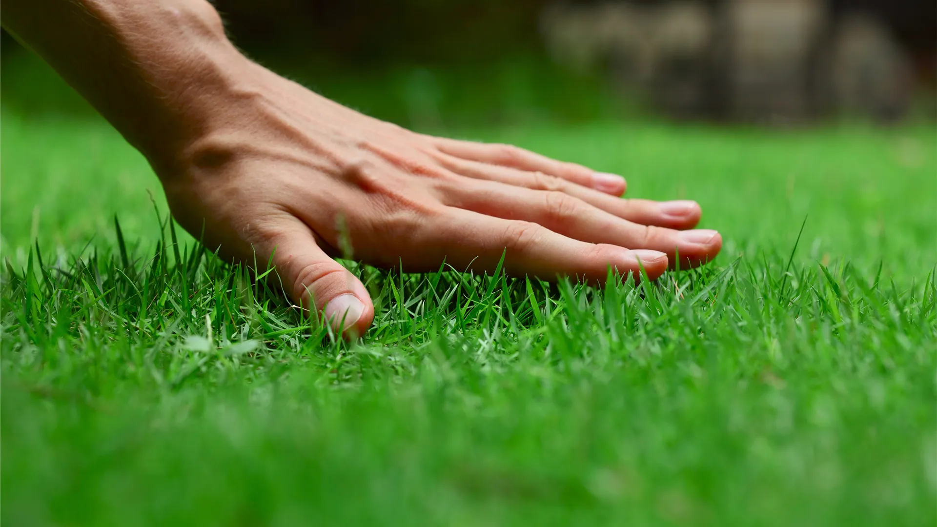 20-Lawn-Pests-and-How-to-Fight-Them